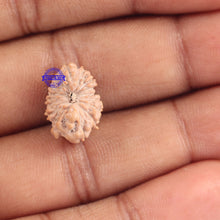 Load image into Gallery viewer, 16 Mukhi Rudraksha from Indonesia - Bead No. 164
