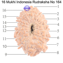 Load image into Gallery viewer, 16 Mukhi Rudraksha from Indonesia - Bead No. 164