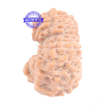 Load image into Gallery viewer, 16 Mukhi Rudraksha from Indonesia - Bead No. 164