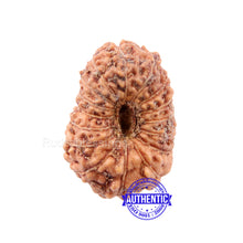 Load image into Gallery viewer, 16 Mukhi Rudraksha from Indonesia - Bead No 172