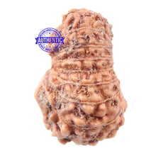 Load image into Gallery viewer, 16 Mukhi Rudraksha from Indonesia - Bead No 172