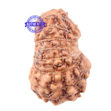 Load image into Gallery viewer, 16 Mukhi Rudraksha from Indonesia - Bead No 172