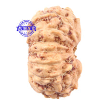 Load image into Gallery viewer, 16 Mukhi Rudraksha from Indonesia - Bead No 177