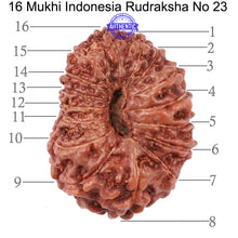 Load image into Gallery viewer, 16 Mukhi Rudraksha from Indonesia - Bead No. 23