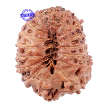 Load image into Gallery viewer, 16 Mukhi Rudraksha from Indonesia - Bead No. 35