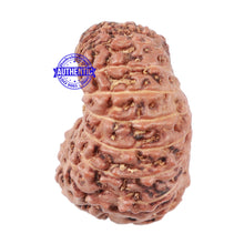 Load image into Gallery viewer, 16 Mukhi Rudraksha from Indonesia - Bead No. 35
