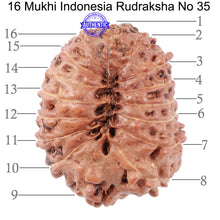 Load image into Gallery viewer, 16 Mukhi Rudraksha from Indonesia - Bead No. 35