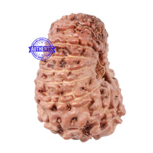Load image into Gallery viewer, 16 Mukhi Rudraksha from Indonesia - Bead No. 35