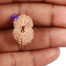 Load image into Gallery viewer, 16 Mukhi Rudraksha from Indonesia - Bead No. 46