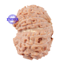 Load image into Gallery viewer, 16 Mukhi Rudraksha from Indonesia - Bead No. 46