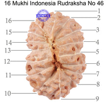 Load image into Gallery viewer, 16 Mukhi Rudraksha from Indonesia - Bead No. 46