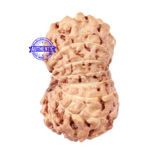 Load image into Gallery viewer, 16 Mukhi Rudraksha from Indonesia - Bead No. 56