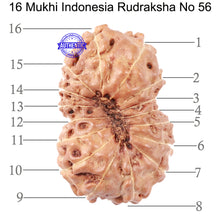 Load image into Gallery viewer, 16 Mukhi Rudraksha from Indonesia - Bead No. 56