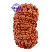 Load image into Gallery viewer, 16 Mukhi Rudraksha from Nepal - Bead No. 63