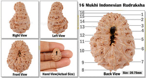 16 Mukhi Rudraksha from Indonesia - Bead No. 115