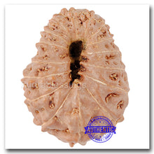 Load image into Gallery viewer, 16 Mukhi Rudraksha from Indonesia - Bead No. 115
