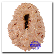 Load image into Gallery viewer, 16 Mukhi Rudraksha from Indonesia - Bead No. 115