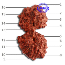 Load image into Gallery viewer, 16 Mukhi Gaurishankar Rudraksha from Indonesia - Bead No. 238