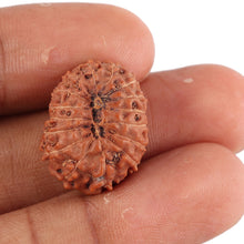 Load image into Gallery viewer, 16 Mukhi Rudraksha from Indonesia - Bead No. 135