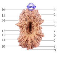 Load image into Gallery viewer, 16 Mukhi Rudraksha from Indonesia - Bead No. 207