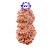 Load image into Gallery viewer, 16 Mukhi Rudraksha from Indonesia - Bead No. 207
