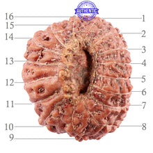 Load image into Gallery viewer, 16 Mukhi Rudraksha from Indonesia - Bead No. 3