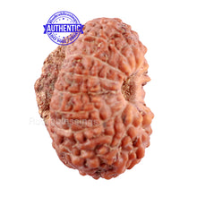 Load image into Gallery viewer, 16 Mukhi Rudraksha from Indonesia - Bead No. 3