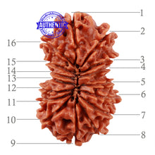 Load image into Gallery viewer, 16 Mukhi Rudraksha from Nepal - Bead No. 47