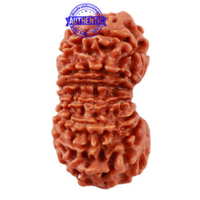 Load image into Gallery viewer, 16 Mukhi Rudraksha from Nepal - Bead No. 47