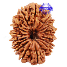 Load image into Gallery viewer, 16 Mukhi Rudraksha from Nepal - Bead No. 49
