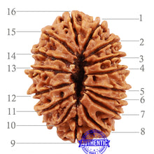 Load image into Gallery viewer, 16 Mukhi Rudraksha from Nepal - Bead No. 49