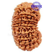 Load image into Gallery viewer, 16 Mukhi Rudraksha from Nepal - Bead No. 49