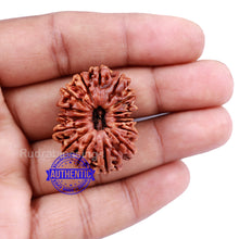 Load image into Gallery viewer, 16 Mukhi Rudraksha from Nepal - Bead No. 53