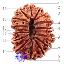 Load image into Gallery viewer, 16 Mukhi Rudraksha from Nepal - Bead No. 53