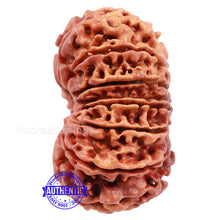 Load image into Gallery viewer, 16 Mukhi Rudraksha from Nepal - Bead No. 53