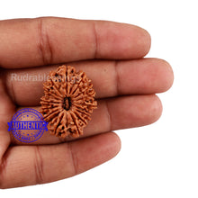 Load image into Gallery viewer, 16 Mukhi Rudraksha from Nepal - Bead No. 66