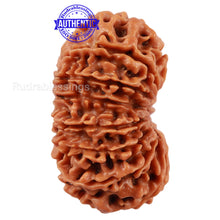 Load image into Gallery viewer, 16 Mukhi Rudraksha from Nepal - Bead No. 66