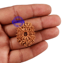 Load image into Gallery viewer, 16 Mukhi Rudraksha from Nepal - Bead No. 67