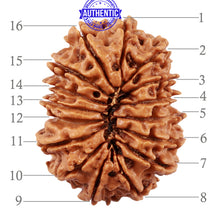 Load image into Gallery viewer, 16 Mukhi Rudraksha from Nepal - Bead No. 67