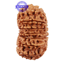 Load image into Gallery viewer, 16 Mukhi Rudraksha from Nepal - Bead No. 67