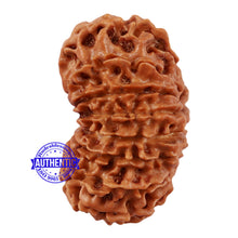 Load image into Gallery viewer, 16 Mukhi Rudraksha from Nepal - Bead No. 68