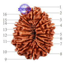 Load image into Gallery viewer, 16 Mukhi Rudraksha from Nepal - Bead No. 70