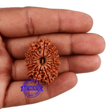 Load image into Gallery viewer, 16 Mukhi Rudraksha from Nepal - Bead No. 72
