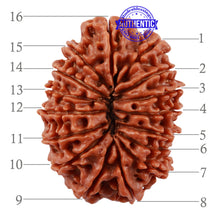 Load image into Gallery viewer, 16 Mukhi Rudraksha from Nepal - Bead No. 72