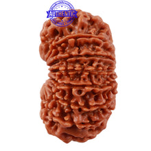 Load image into Gallery viewer, 16 Mukhi Rudraksha from Nepal - Bead No. 72