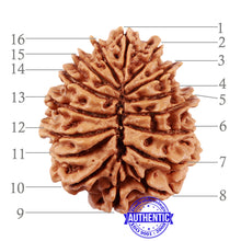 Load image into Gallery viewer, 16 Mukhi Rudraksha from Nepal - Bead No. 73