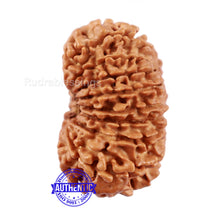 Load image into Gallery viewer, 16 Mukhi Rudraksha from Nepal - Bead No. 77