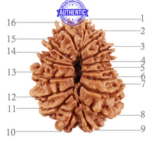 Load image into Gallery viewer, 16 Mukhi Rudraksha from Nepal - Bead No. 80