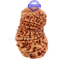 Load image into Gallery viewer, 16 Mukhi Rudraksha from Nepal - Bead No. 80
