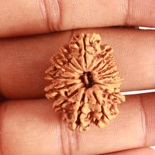 Load image into Gallery viewer, 16 Mukhi Rudraksha from Nepal - Bead No. 95
